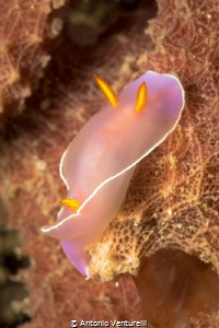 Hypselodoris Bullockii
Mama Hanh, Nha Trang
Vietnam by Antonio Venturelli 